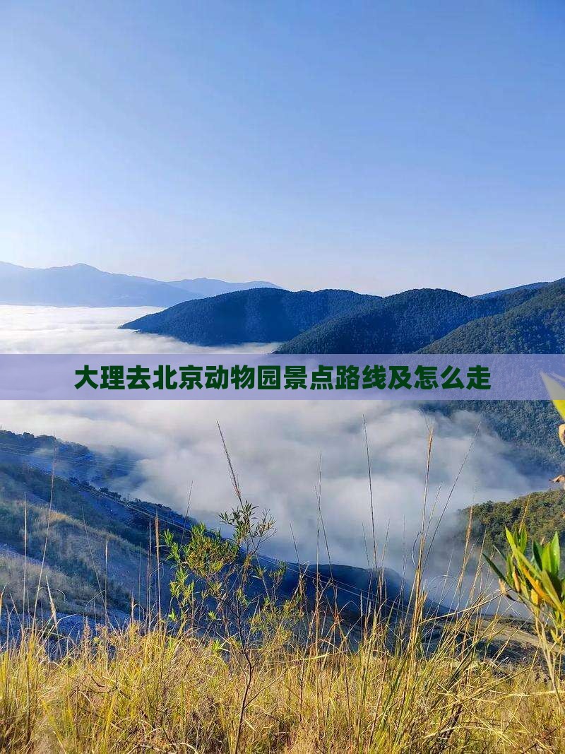 大理去北京动物园景点