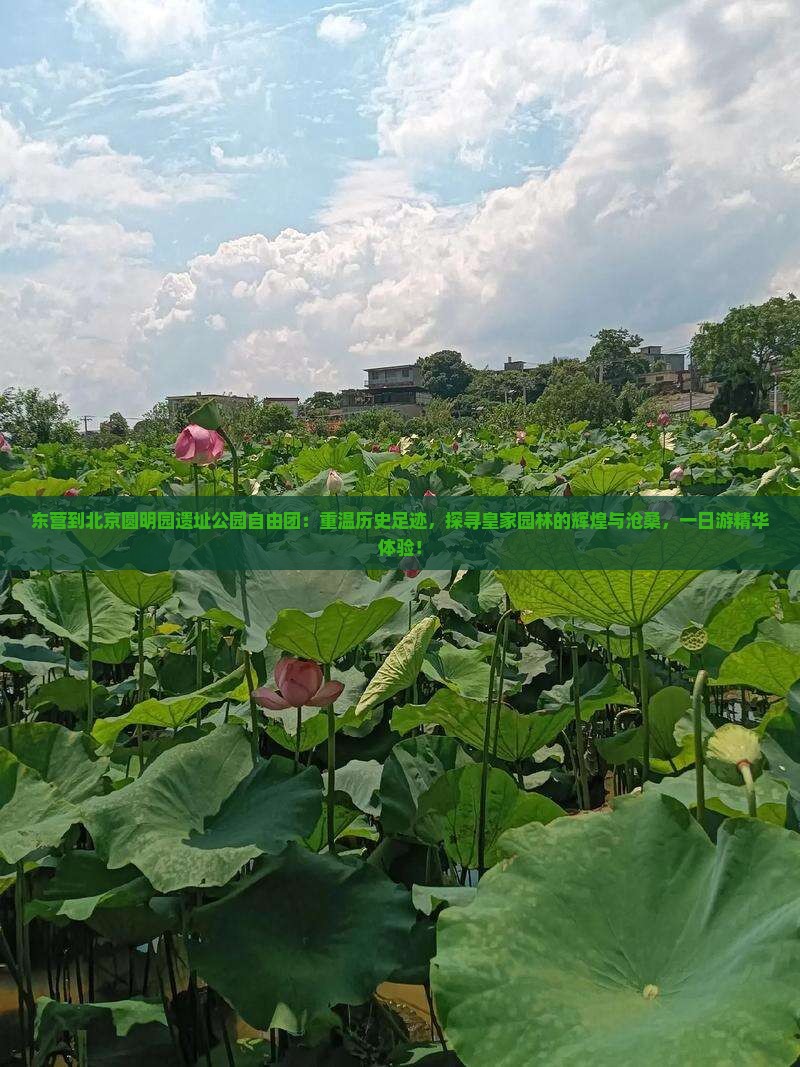 东营到北京圆明园遗址公园自由团