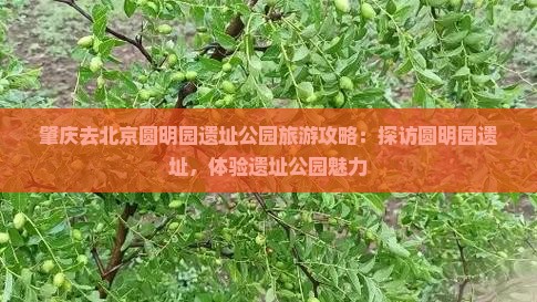 肇庆去北京圆明园遗址公园旅游