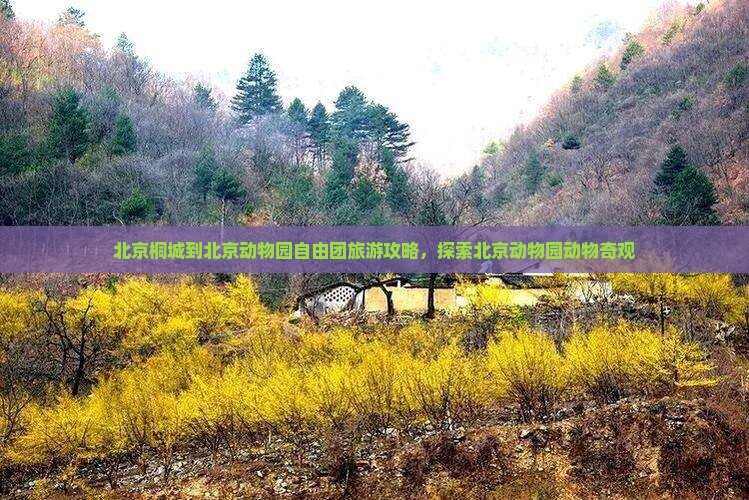 桐城到北京动物园自由团
