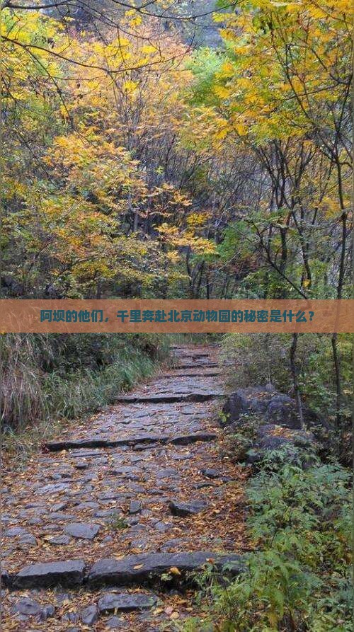 阿坝到北京动物园大型旅游团
