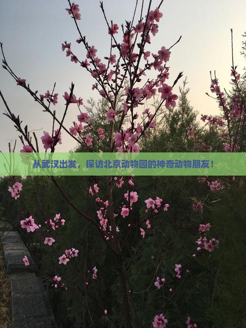 武汉去北京动物园景点