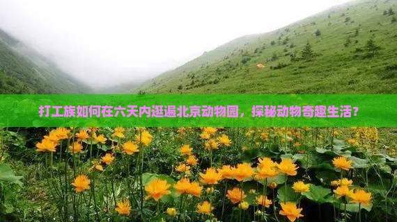 二月到北京动物园六日游