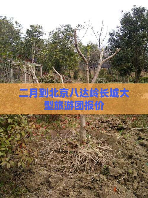 二月到北京八达岭长城大型旅游团