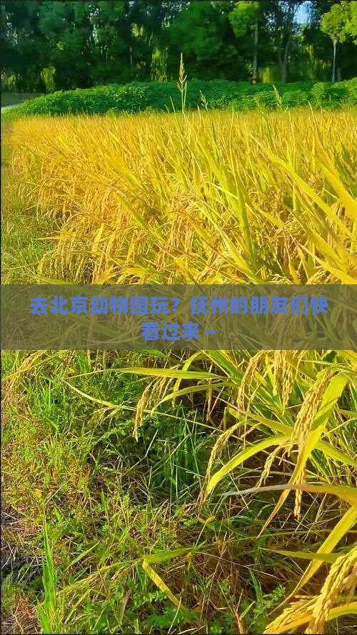 抚州去北京动物园旅行社