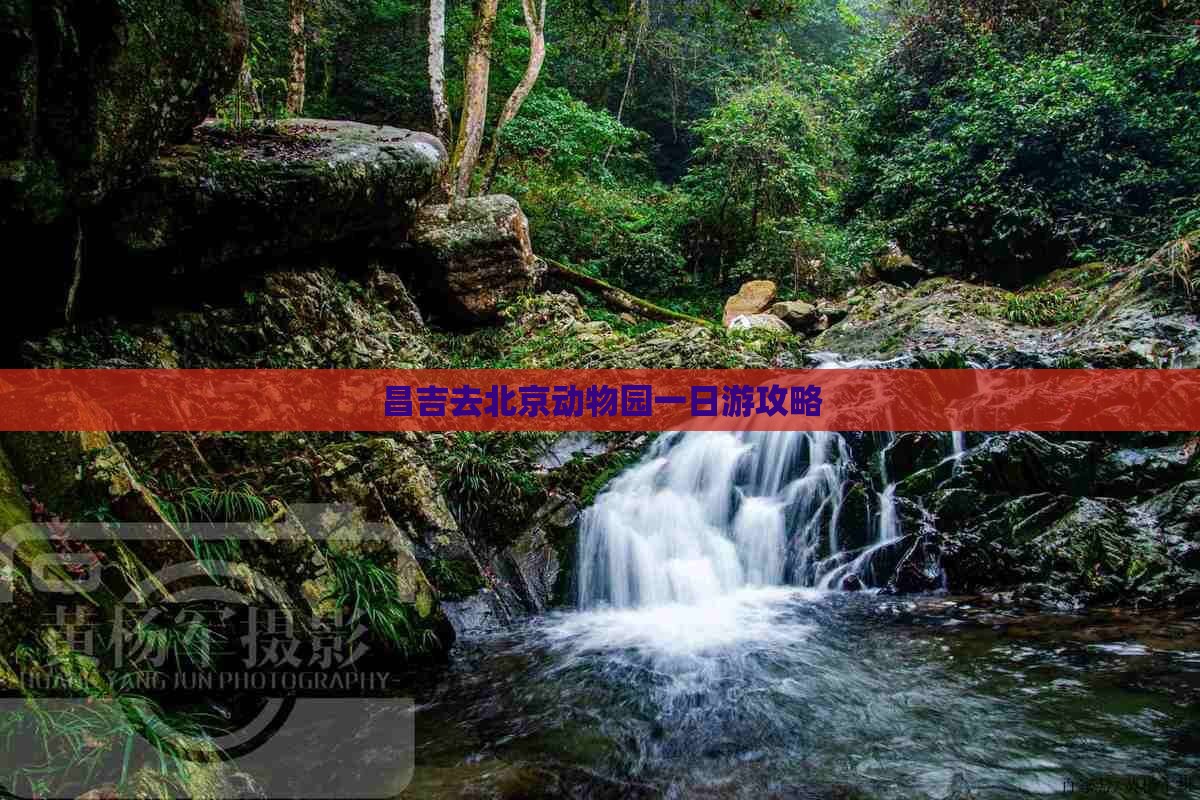 昌吉去北京动物园一日游