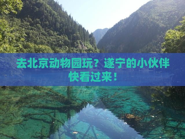遂宁去北京动物园景点