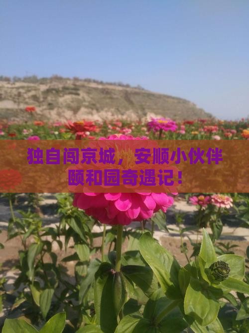 安顺去北京颐和园个人游