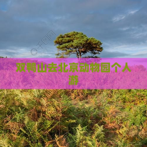 双鸭山去北京动物园个人游