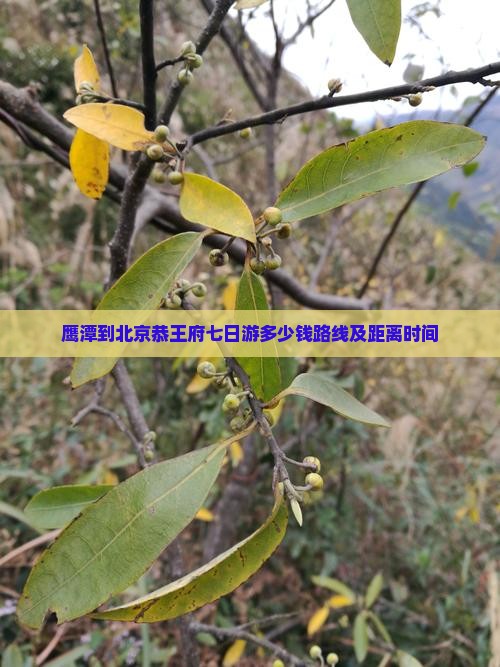 鹰潭到北京恭王府七日游
