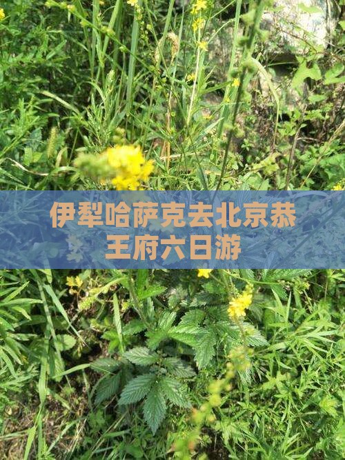 伊犁哈萨克去北京恭王府六日游