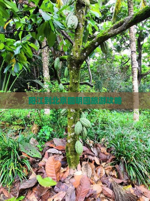 阳江到北京圆明园旅游攻略