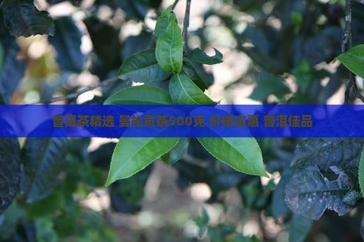 普洱茶精选 曼松贡茶500克 价格实惠 普洱佳品
