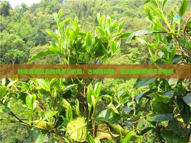 杨家寨普洱茶的特点与价值：古树茶精髓，易武杨家寨普洱茶精粹