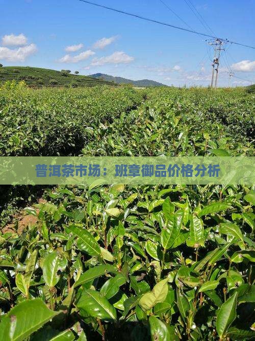 普洱茶市场：班章御品价格分析