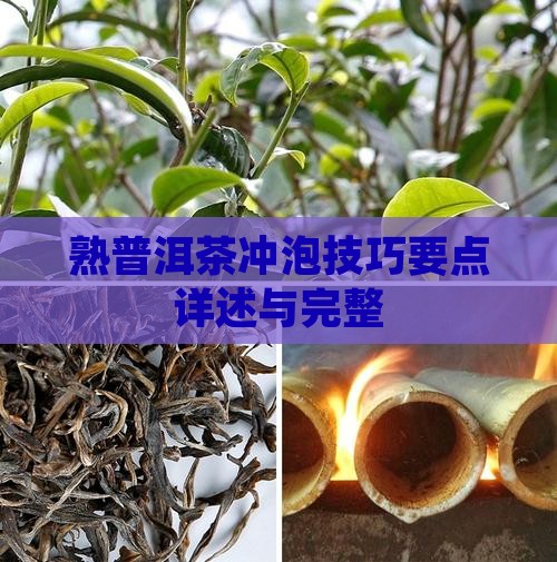 熟普洱茶冲泡技巧要点详述与完整