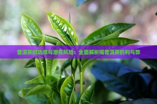 普洱茶的功效与潜在风险：全面解析喝普洱茶的利与弊