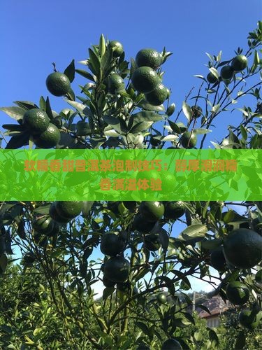 软糯香甜普洱茶泡制技巧：醇厚滑润糯香满溢体验