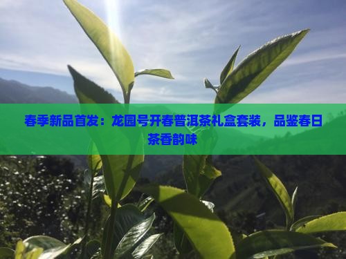 春季新品首发：龙园号开春普洱茶礼盒套装，品鉴春日茶香韵味