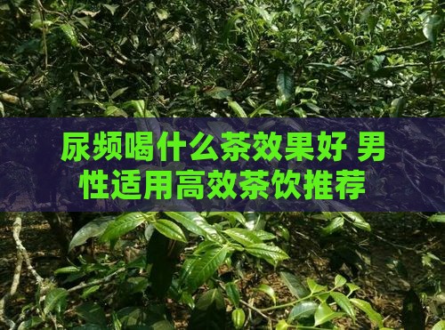 尿频喝什么茶效果好 男性适用高效茶饮推荐