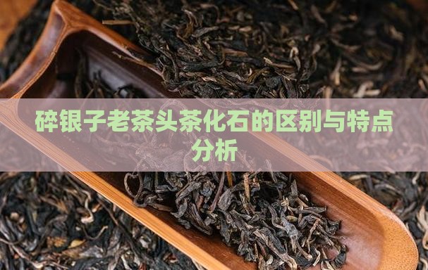 碎银子老茶头茶化石的区别与特点分析