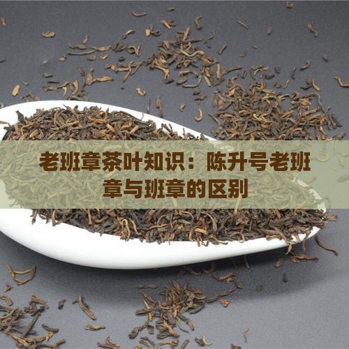 老班章茶叶知识：陈升号老班章与班章的区别
