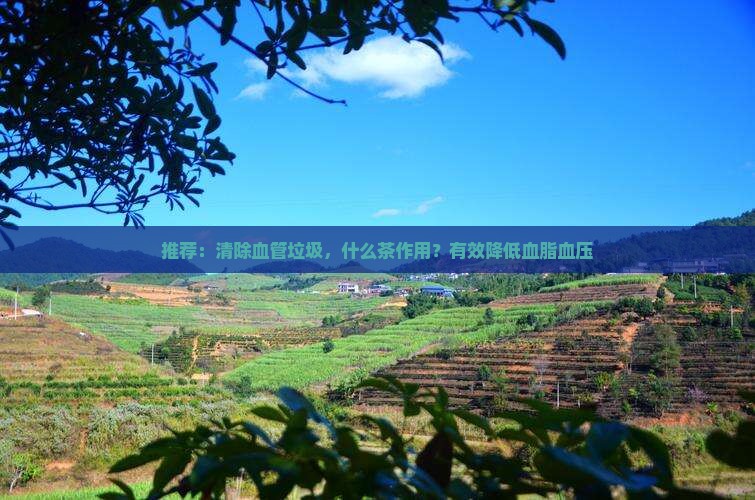 推荐：清除血管垃圾，什么茶作用？有效降低血脂血压