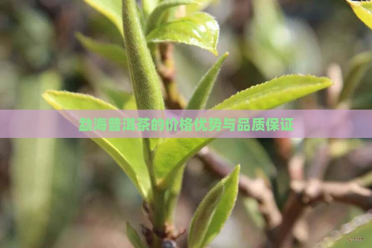 勐海普洱茶的价格优势与品质保证