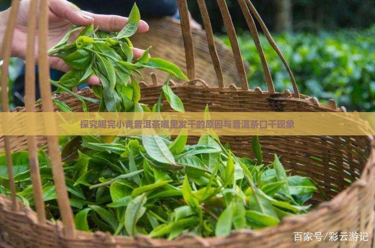 探究喝完小青普洱茶嘴里发干的原因与普洱茶口干现象
