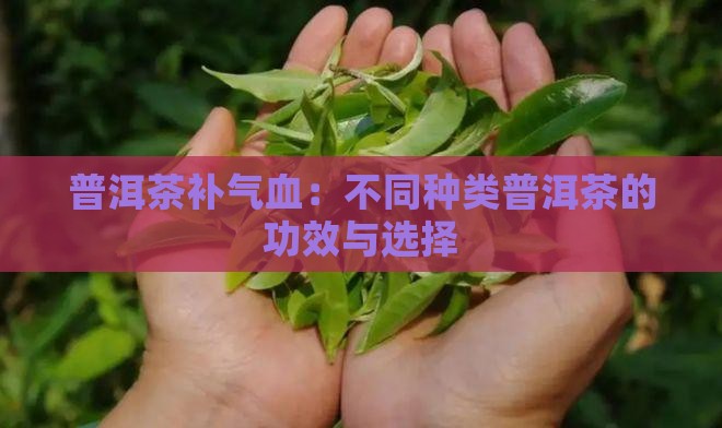 普洱茶补气血：不同种类普洱茶的功效与选择