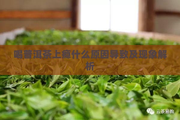 喝普洱茶上瘾什么原因导致及现象解析