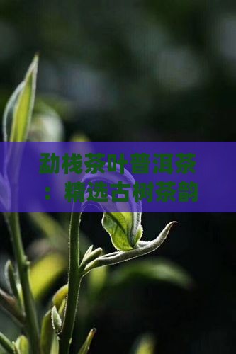勐栈茶叶普洱茶：精选古树茶韵
