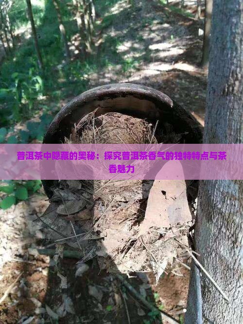 普洱茶中隐藏的奥秘：探究普洱茶香气的独特特点与茶香魅力