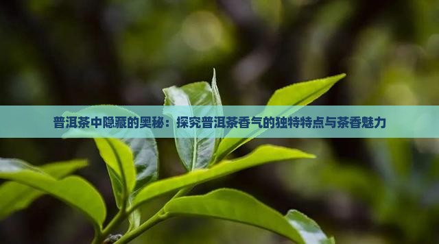 普洱茶中隐藏的奥秘：探究普洱茶香气的独特特点与茶香魅力