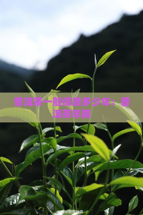 普洱茶一般保质多少年：普洱茶年限