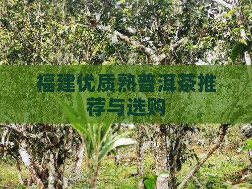 福建优质熟普洱茶推荐与选购