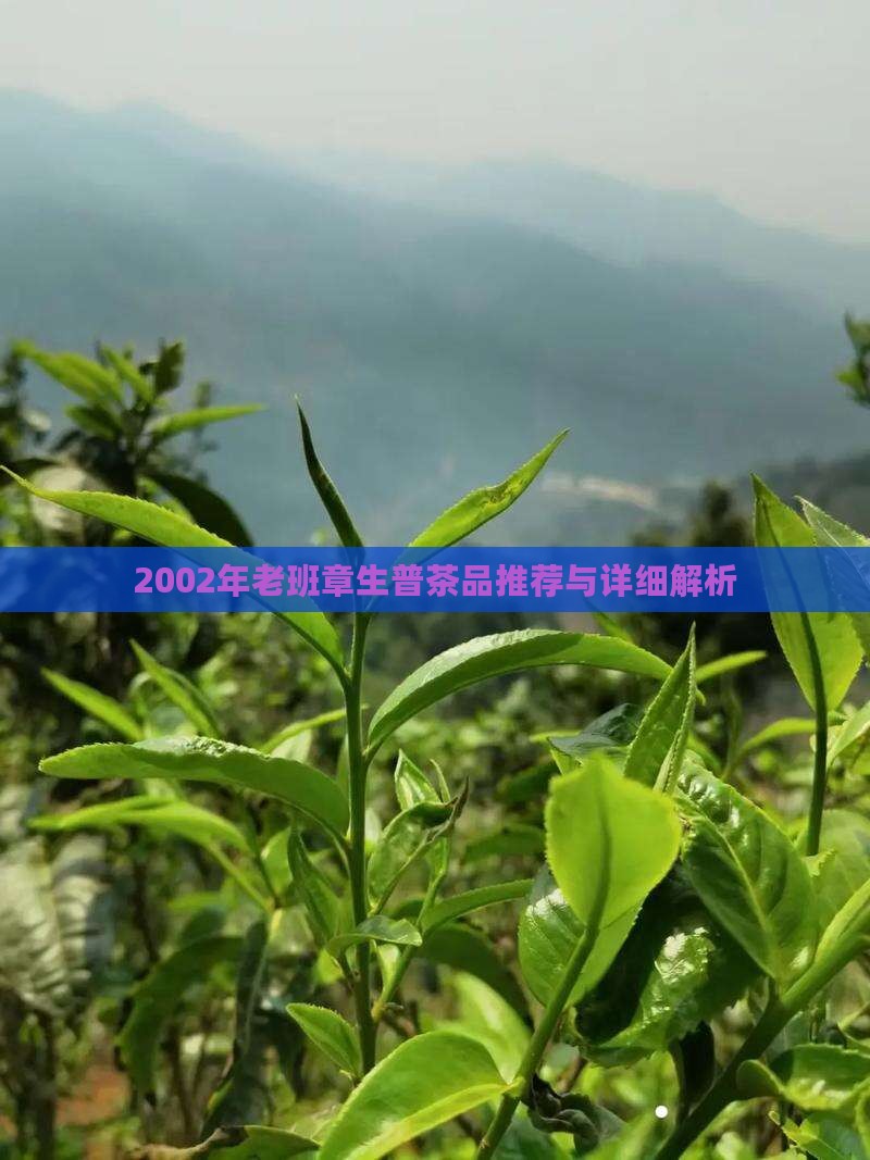 2002年老班章生普茶品推荐与详细解析