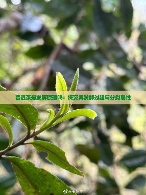 普洱茶是发酵原理吗：探究其发酵过程与分类属性