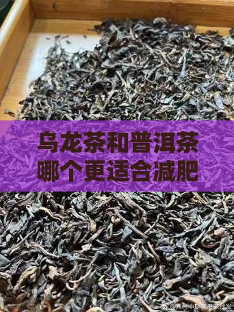 乌龙茶和普洱茶哪个更适合减肥？
