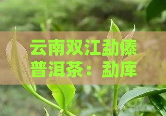 云南双江勐傣普洱茶：勐库茶厂精选茶叶