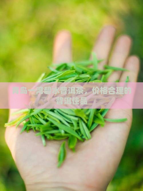 青岛一湾碧水普洱茶，价格合理的普洱佳品