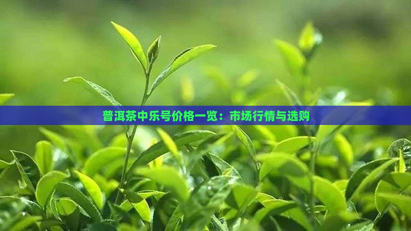 普洱茶中乐号价格一览：市场行情与选购