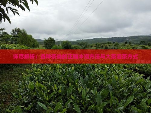 详尽解析：各种茶类的正确冲泡方法与大茶泡茶方式