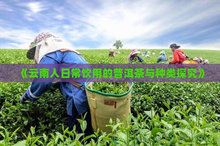 《云南人日常饮用的普洱茶与种类探究》