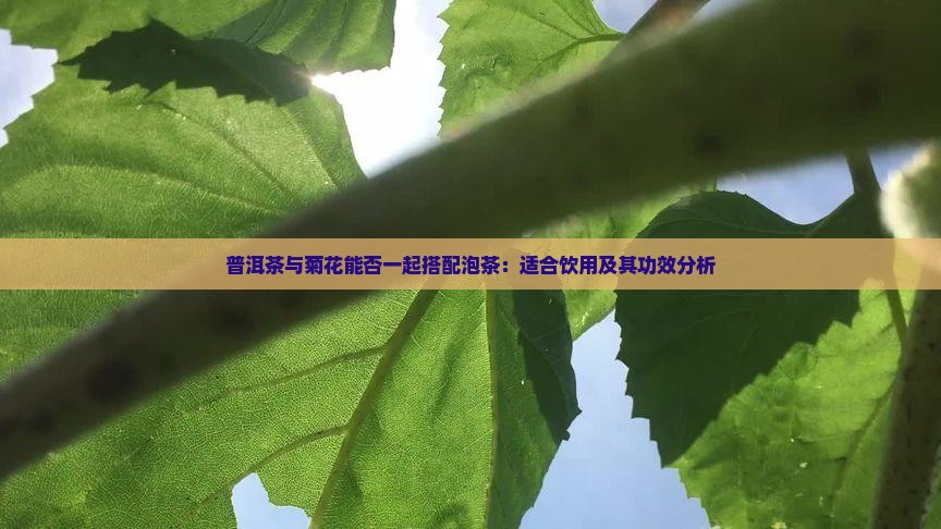 普洱茶与菊花能否一起搭配泡茶：适合饮用及其功效分析