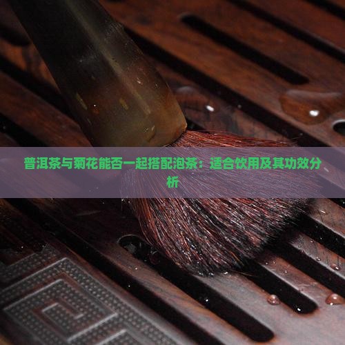 普洱茶与菊花能否一起搭配泡茶：适合饮用及其功效分析