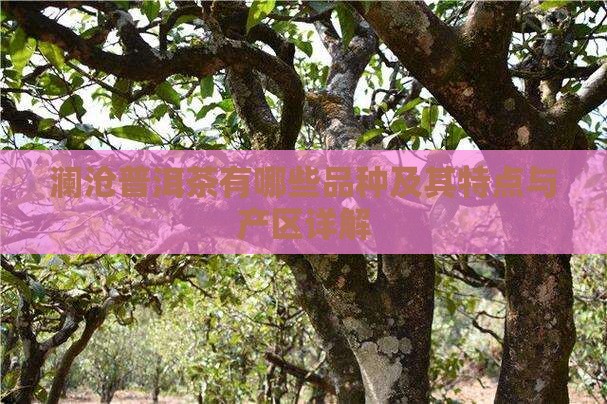 澜沧普洱茶有哪些品种及其特点与产区详解