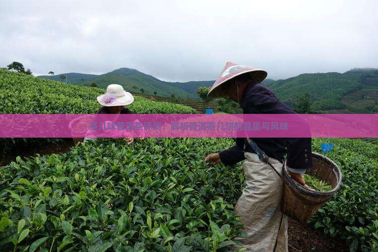 茶几味普洱茶评测：解析普洱茶几饼的品质与风味