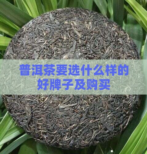 普洱茶要选什么样的好牌子及购买