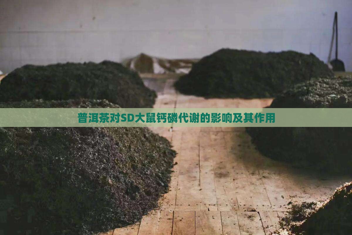 普洱茶对SD大鼠钙磷代谢的影响及其作用